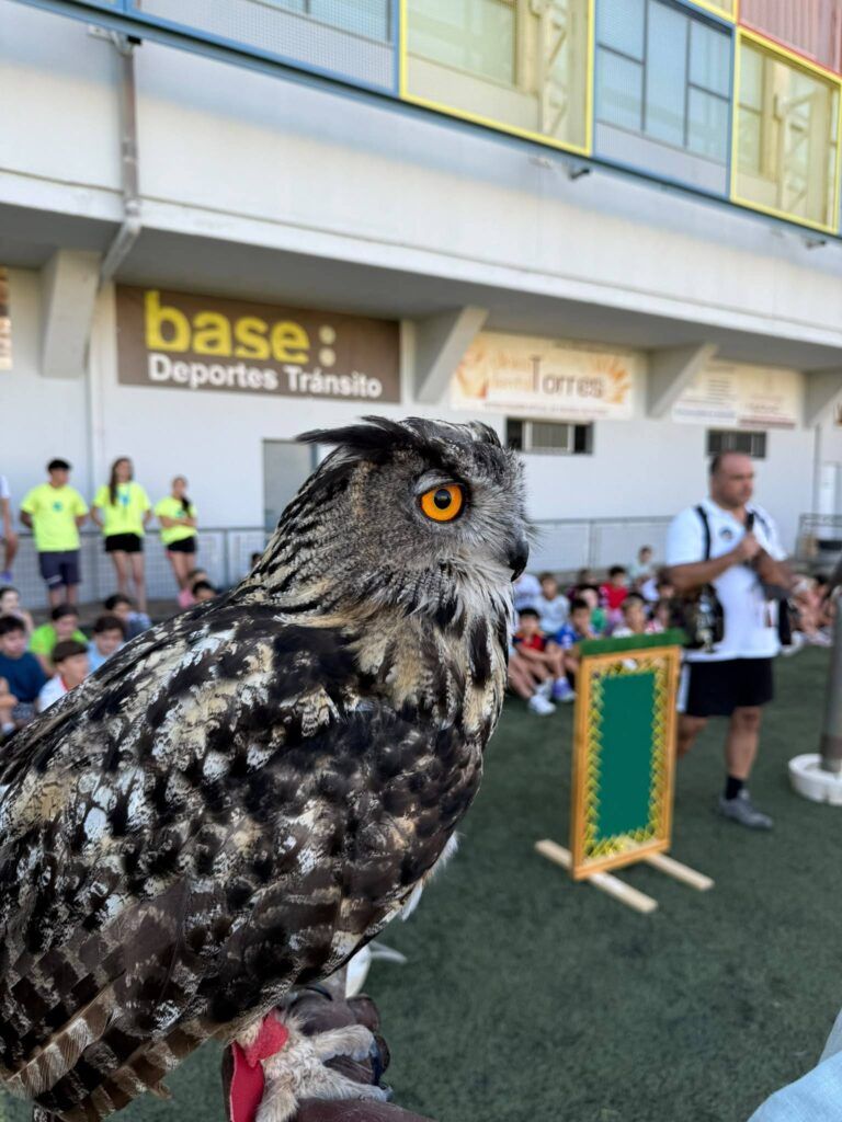 Exhibiciones de Verano en Antequera